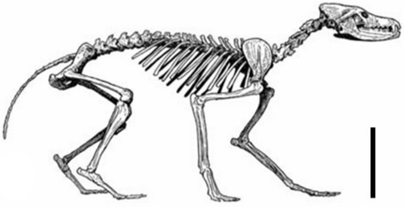 File:Cynotherium.png