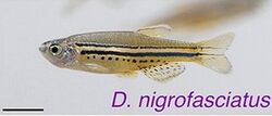 Danio nigrofasciatus 2.jpg