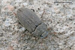 Darkling beetle.jpg