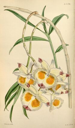 Dendrobium devonianum.jpg