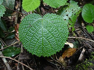 Dendrocnide-cordifolia-SF22246-03.jpg