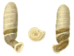 Diaphera cumingiana shell.png