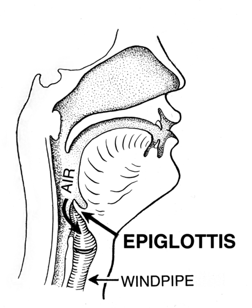 File:Epiglottis (PSF).png
