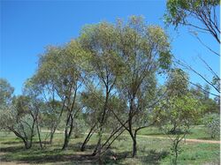 Eucalyptus normantonensis.jpg