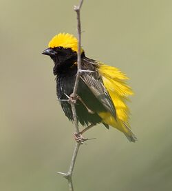 Euplectes afer -Lake Baringo, Kenya -male-8 CROP.jpg