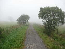 pathway shrouded in mist