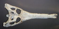 Gavialosuchus eggenburgensis 4423.jpg
