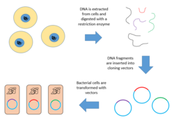 Genomic Library Construction.png