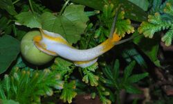 Green Snail (Amphidromus atricallosus perakensis) (8688575103).jpg