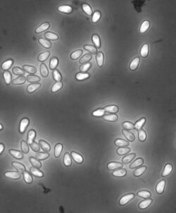 English: Spores of the microsporidium Hamiltosporidium magnivora as seen with phase-contrast microscopy. The spores are about 4 µm long. The host is Daphnia magna.
