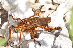Hanging-thief Robber Fly - Diogmites esuriens? - Merritt Island National Wildlife Refuge, Florida.jpg