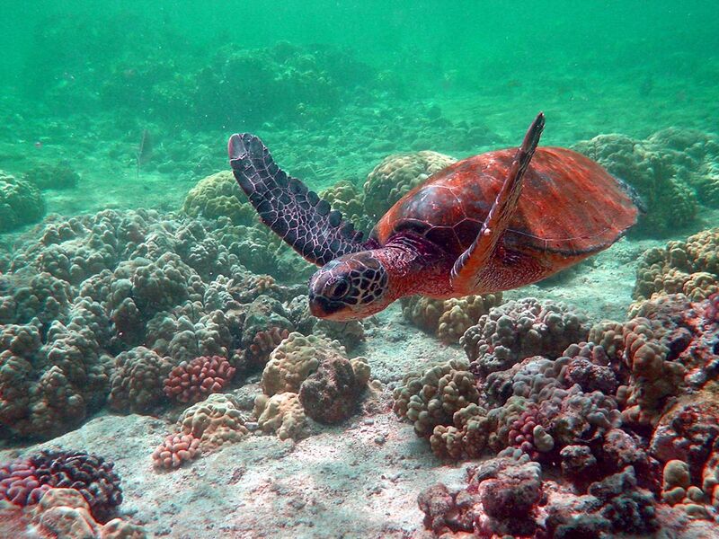 File:Hawaii-turtle hue shifted.jpg