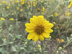 Helianthus pumilus 01.jpg