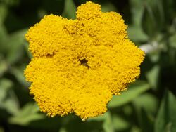 Helichrysum umbraculigerum.jpg