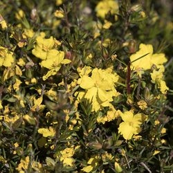 Hibbertia exutiacies.jpg