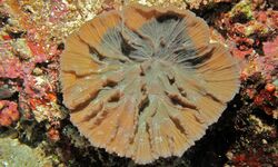 Hibiscus Coral (Pectinia paeonia) (8482773008).jpg