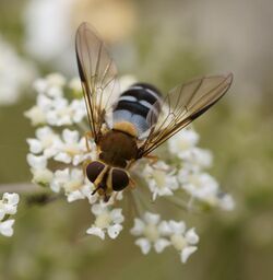 Hoverfly Säppi 2009.JPG