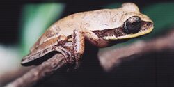 Hypsiboas ericae.jpg