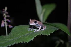 Hypsiboas semilineatus (Jovem).jpg