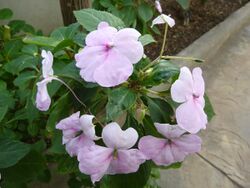 Impatiens gordonii.jpg