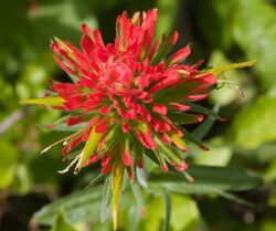 IndianPaintbrush1.jpg