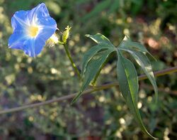 Ipomoea-barbatisepala.jpg