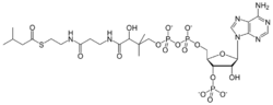 Isovaleryl coenzyme A.svg