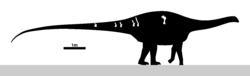 Itapeuasaurus Skeletal.svg