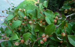 Japanese Stewartia Branch Stewartia pseudocamellia 3000px.jpg