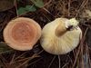 Lactarius xanthogalactus 68022.jpg