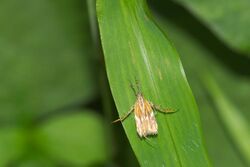 Lecithoceridae at Kadavoor.jpg