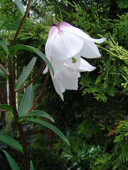 Lilium mackliniae.jpg