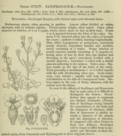 First page of Lindley's Saxifragales from 1853