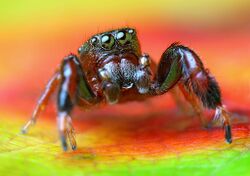 Lukjonis - Male Jumping spider - Sibianor larae.jpg