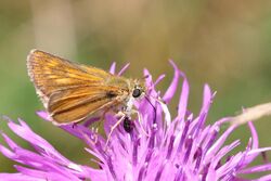 Lulworth skipper (Thymelicus acteon) female 2.jpg