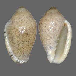 Marginella piperata 003.jpg