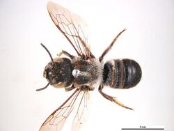 Megachile canifrons f.jpg