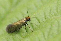 Micropterix.calthella.jpg