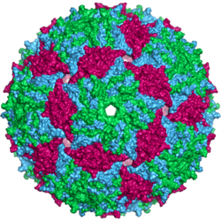 Ms2capsid surface.png