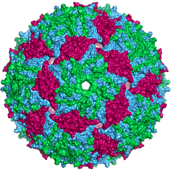 File:Ms2capsid surface.png