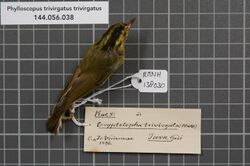 Naturalis Biodiversity Center - RMNH.AVES.138030 1 - Phylloscopus trivirgatus trivirgatus Strickland, 1849 - Sylviidae - bird skin specimen.jpeg