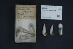 Naturalis Biodiversity Center - RMNH.MOL.197209 - Eulima major Sowerby, 1834 - Eulimidae - Mollusc shell.jpeg