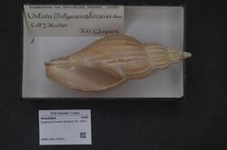 Naturalis Biodiversity Center - RMNH.MOL.210024 - Fulgoraria hirasei (Sowerby, 1912) - Volutidae - Mollusc shell.jpeg