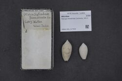 Naturalis Biodiversity Center - RMNH.MOL.217503 - Pterygia fenestrata (Lamarck, 1811) - Mitridae - Mollusc shell.jpeg