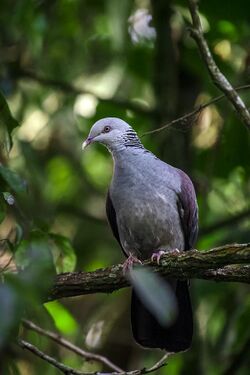 Nilgiri wood pigeon.jpg