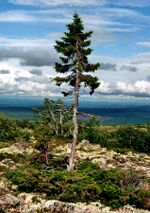 Old-Tjikko-2011-07-19-001.jpg