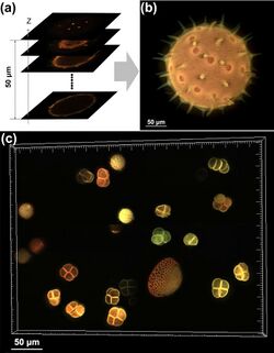 Optical sectioning of pollen.jpg