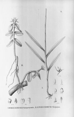 Orleanesia yauaperyensis - Epidendrum sculptum (as syn. Epidendrum florijugum) - Fl.Br.3-5-3.jpg