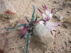 Ornithoglossum undulatum 144618575.jpg