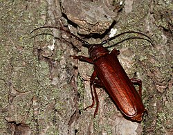 Orthosoma brunneum - Brown Prionid - (a long-horned beetle species) (48244916956).jpg